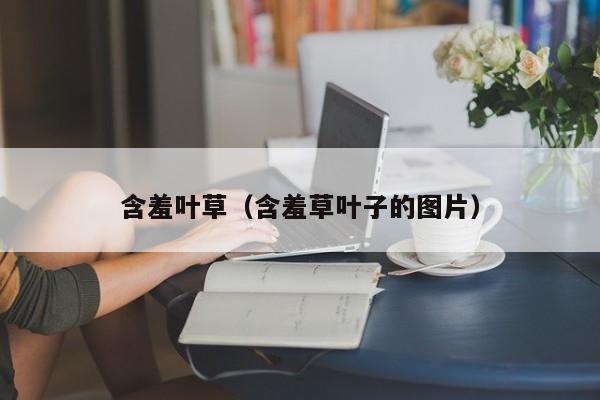 含羞叶草（含羞草叶子的图片）